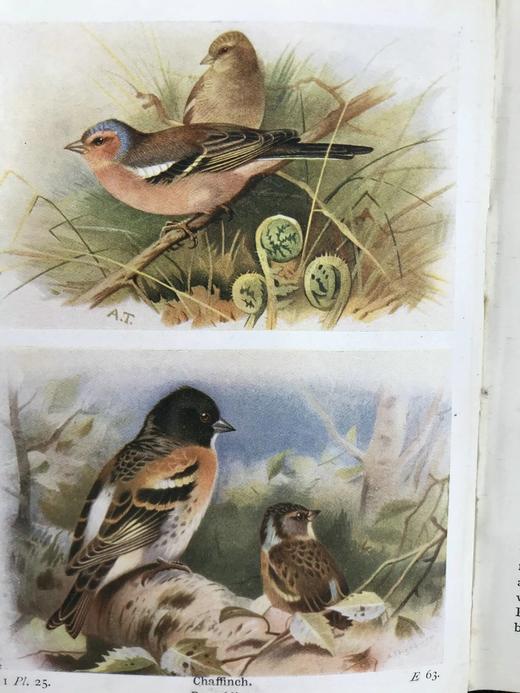 1919-1920年 不列颠群岛鸟类与鸟卵图鉴（2卷） 455幅彩色插图 漆布精装64开 商品图4