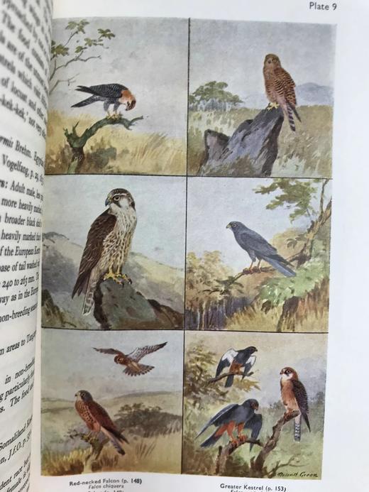 1952年 东非与东北非鸟类图鉴（全2卷） 数百幅插图 漆布精装大32开 商品图11