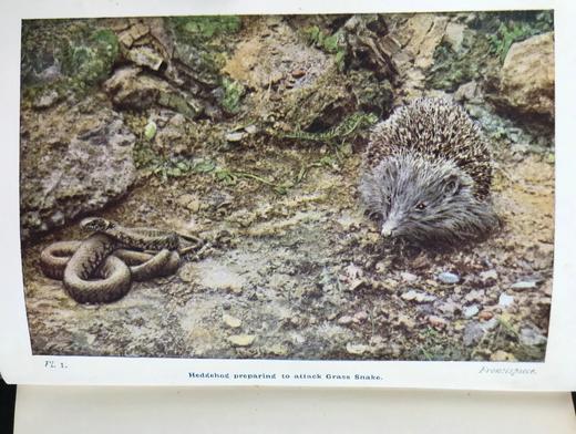 1921年 不列颠群岛动物生命图鉴 111余幅插图（48幅彩色） 精装64开 商品图2