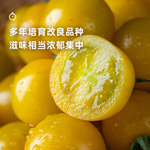7天内发 企鹅市集|山东潍坊 斑斓小番茄盲盒 随机到手6个品种 优秀培育品种 滋味浓郁集中 商品图2
