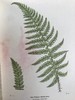 1922年 路旁与林地蕨类植物图鉴 143幅插图 精装64开 商品缩略图6