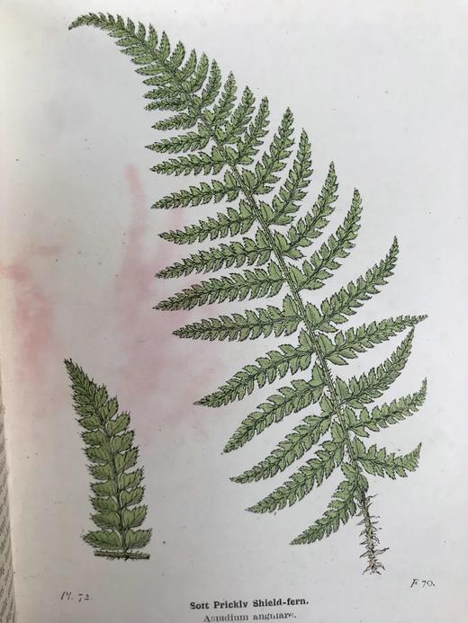 1922年 路旁与林地蕨类植物图鉴 143幅插图 精装64开 商品图6