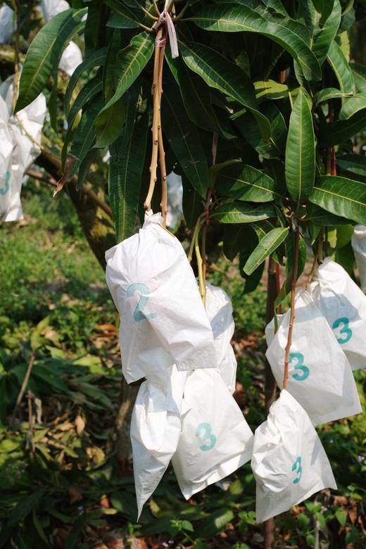 【后熟西施芒】生长在无污染阳光充足的海南岛，新鲜采摘，自然成熟-CC 商品图7