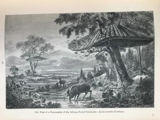 工坊特装本！1906年 宏观与微观宇宙 276幅版画插图 全真皮精装大32开 商品图12