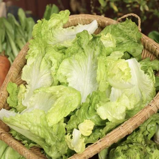 生态西芹 / 生菜丨时令鲜蔬，露天生态有机标准种植，羊粪发酵有机肥，香味浓郁，现采现发⭐顺丰快递 商品图3