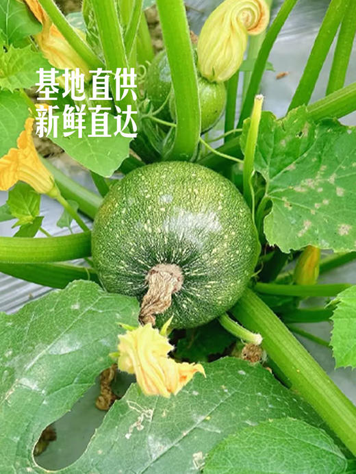 MM 山姆 圆宝嫩南瓜 800g 商品图5