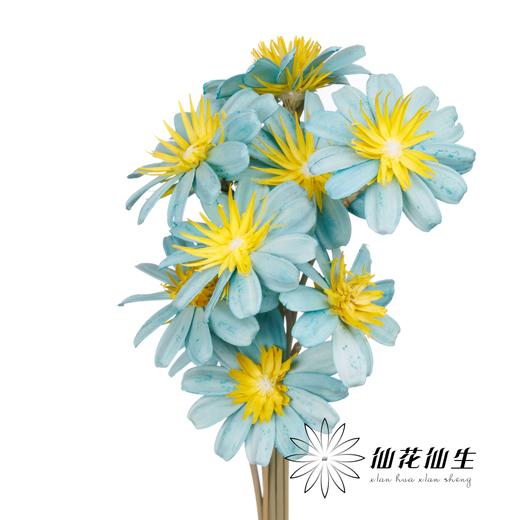 永生花 | 小葵花浅蓝色 商品图3