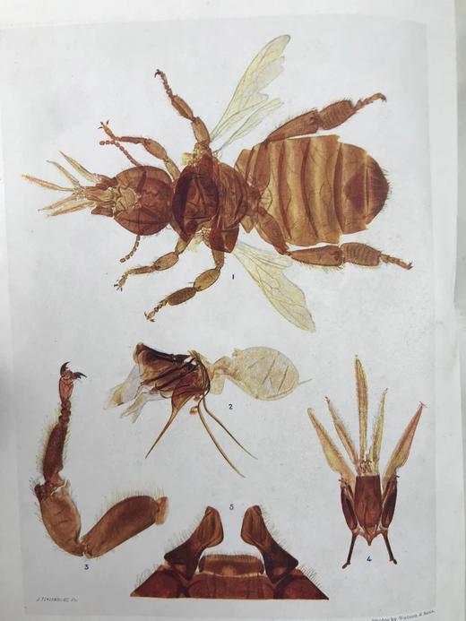 约20世纪早期 宇宙的奇迹（全2卷） 36幅彩色插图821幅黑白插图 精装16开 商品图5