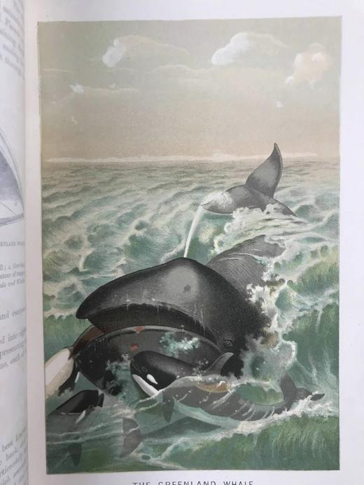 1893-96年 皇家自然史（全6卷） 千余幅版画插图（含大量套色版画） 真皮精装16开 商品图12