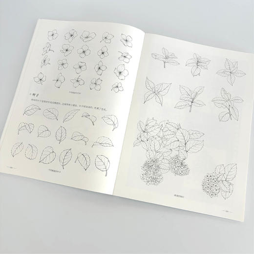 植物速写图谱 植物手绘速写教程植物插画自然美学临摹线稿 植物图谱插画素材写生 商品图3