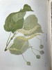 约1940年 路边与林地树木图鉴 200余幅插图（24幅彩色） 精装36开 商品缩略图5