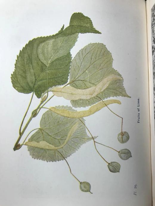 约1940年 路边与林地树木图鉴 200余幅插图（24幅彩色） 精装36开 商品图5