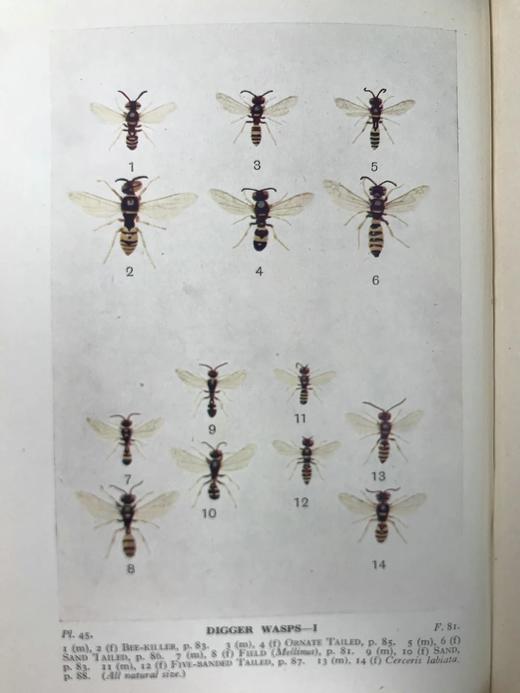 1946年 不列颠群岛昆虫图鉴 67幅黑白44幅彩色插图 精装36开 商品图6