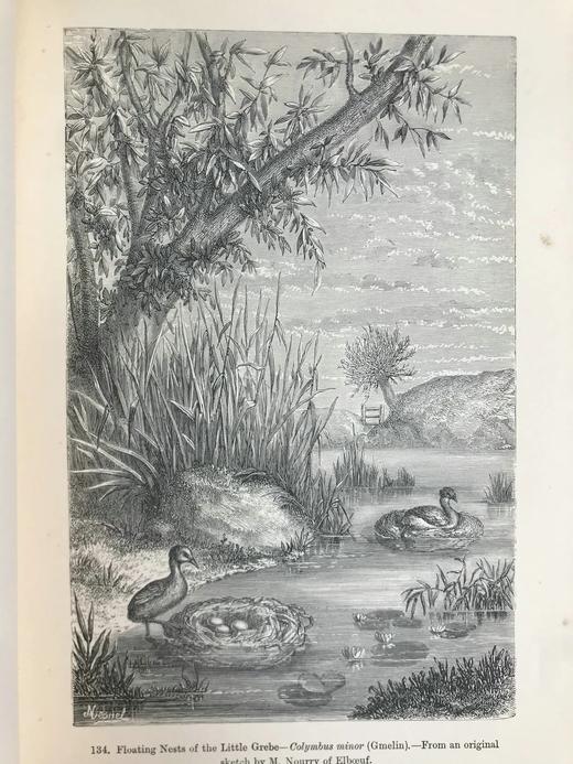 工坊特装本！1906年 宏观与微观宇宙 276幅版画插图 全真皮精装大32开 商品图5