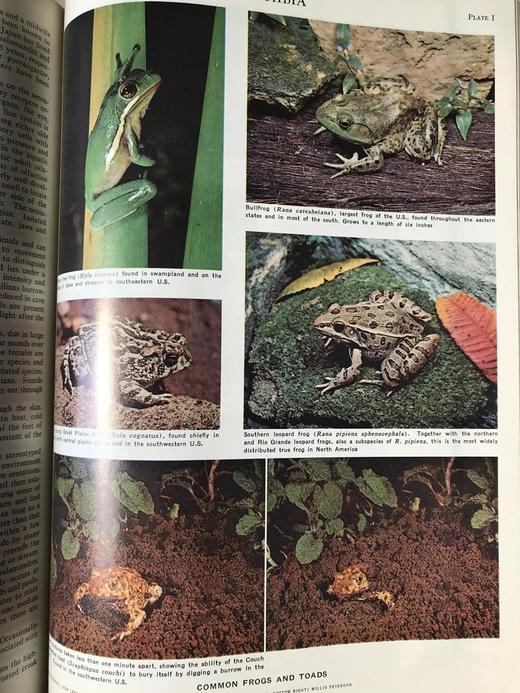 大英百科全书第14版（全24卷）数千幅插图（包括照片、版画、图表等） 精装大16开 商品图6