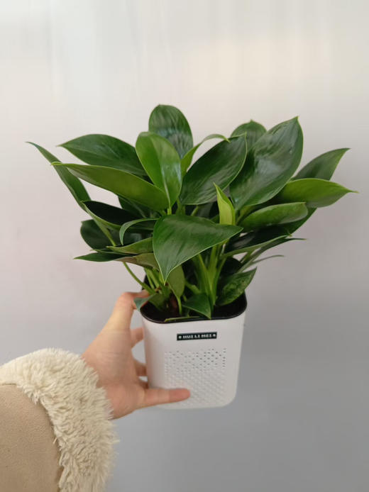 现货小爱同学水培绿公主 商品图2