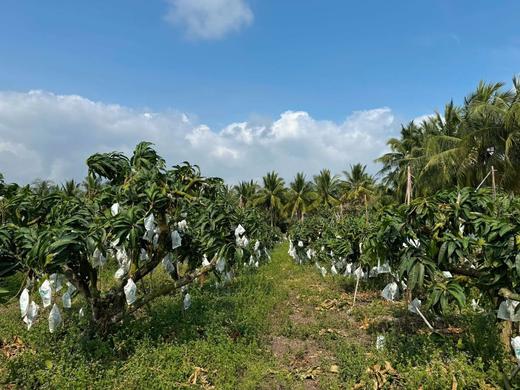 【后熟西施芒】生长在无污染阳光充足的海南岛，新鲜采摘，自然成熟-CC 商品图6