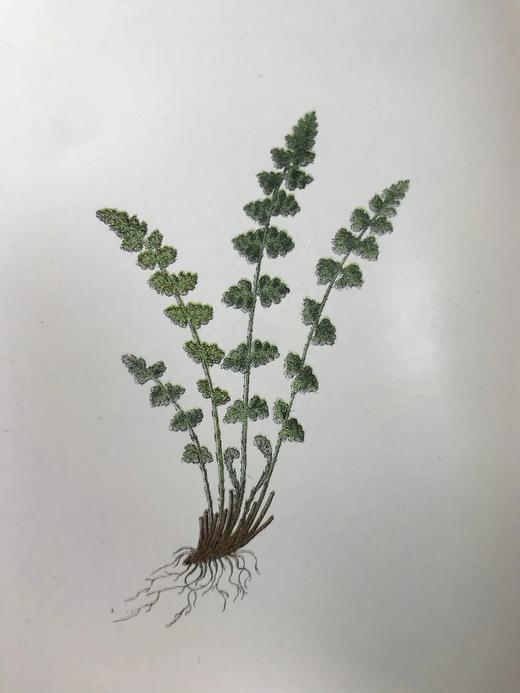 1922年 路旁与林地蕨类植物图鉴 143幅插图 精装64开 商品图12