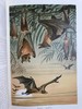 1893-96年 皇家自然史（全6卷） 千余幅版画插图（含大量套色版画） 真皮精装16开 商品缩略图4