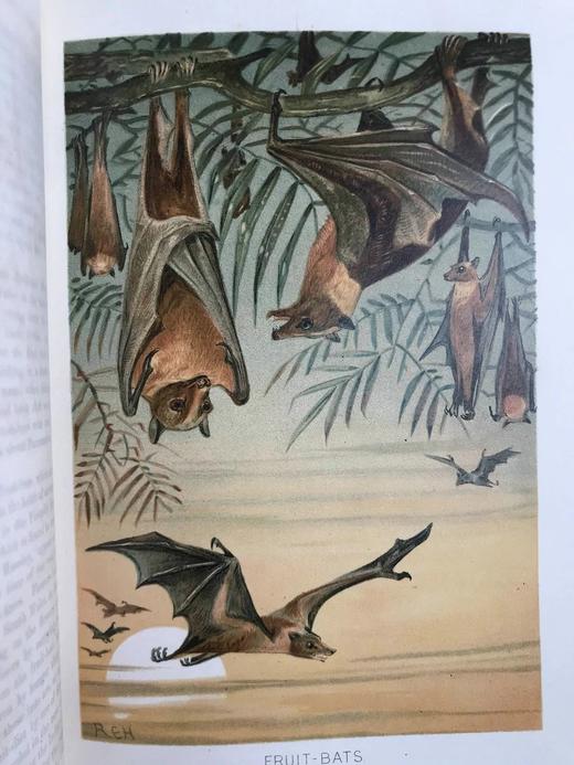 1893-96年 皇家自然史（全6卷） 千余幅版画插图（含大量套色版画） 真皮精装16开 商品图4