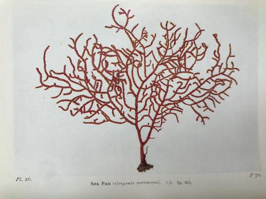 1928年 海洋生物图鉴 384幅插图（167幅彩色） 精装64开 商品图13