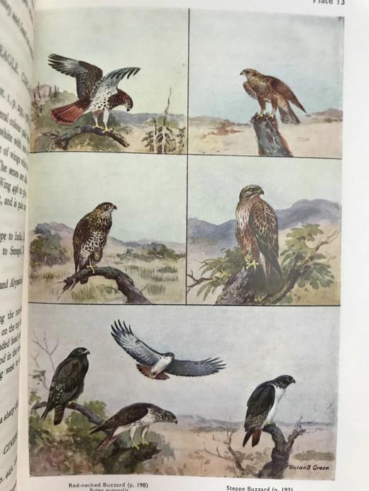 1952年 东非与东北非鸟类图鉴（全2卷） 数百幅插图 漆布精装大32开 商品图9