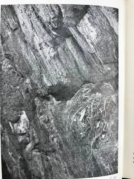 1919-1920年 不列颠群岛鸟类与鸟卵图鉴（2卷） 455幅彩色插图 漆布精装64开 商品图14