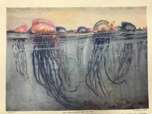 约20世纪早期 宇宙的奇迹（全2卷） 36幅彩色插图821幅黑白插图 精装16开 商品图10