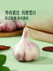 MM 山姆 鲜蒜头 1.1kg 商品缩略图5