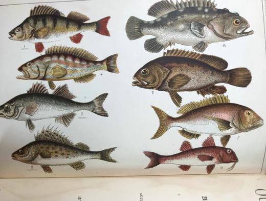 约20世纪早期 英国鱼类图鉴 33页彩色与大量黑白插图 漆布精装32开 商品图2