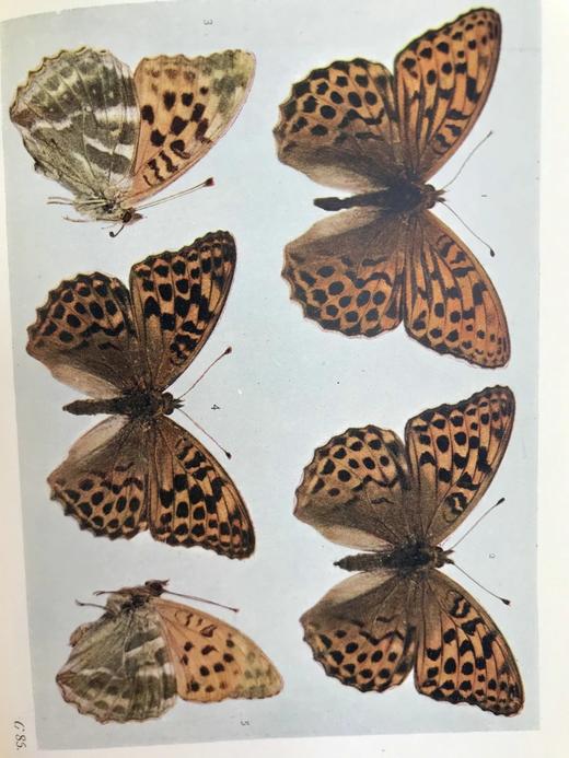 1906年 不列颠群岛蝴蝶图鉴 450幅彩色插图 精装64开 商品图7