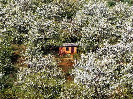 加级寨梨花+阿细祭火节6天：建水蚁工坊、个旧加级寨梨花、弥勒阿细祭火狂欢、东风韵 商品图7