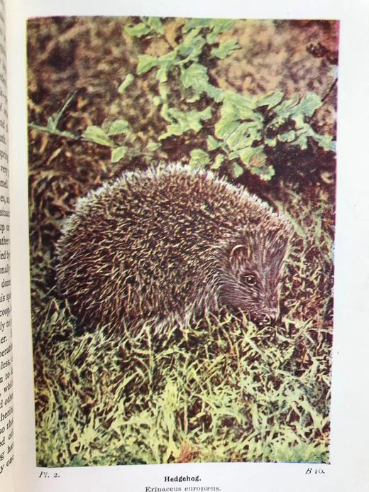 1946年 不列颠群岛动物生命图鉴 111余幅插图（48幅彩色） 精装36开 商品图6