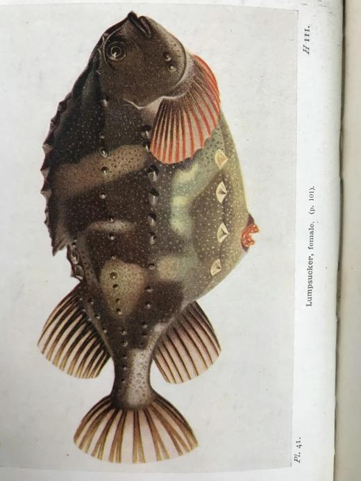 1925年 不列颠群岛鱼类图鉴 278幅插图（128幅彩色） 精装64开 商品图14