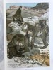 1893-96年 皇家自然史（全6卷） 千余幅版画插图（含大量套色版画） 真皮精装16开 商品缩略图5