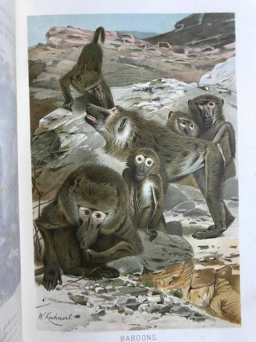 1893-96年 皇家自然史（全6卷） 千余幅版画插图（含大量套色版画） 真皮精装16开 商品图5