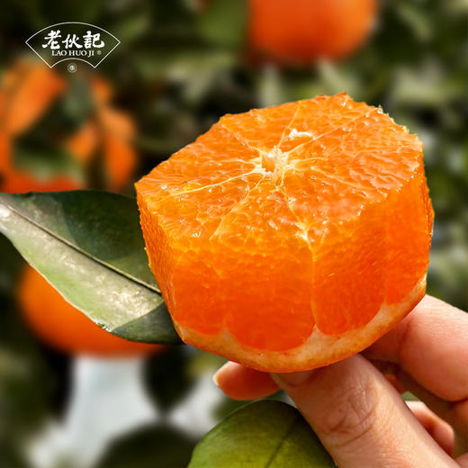 【明日见柑橘】伙记优选四川新鲜水果 明日见柑橘 精选中大果 4.5斤装 现摘现发橘子 原产地直发 不打药 细嫩化渣 汁多味浓 商品图2