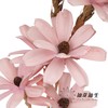 永生花 | 瓜子花粉色 商品缩略图0