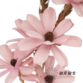 永生花 | 瓜子花粉色