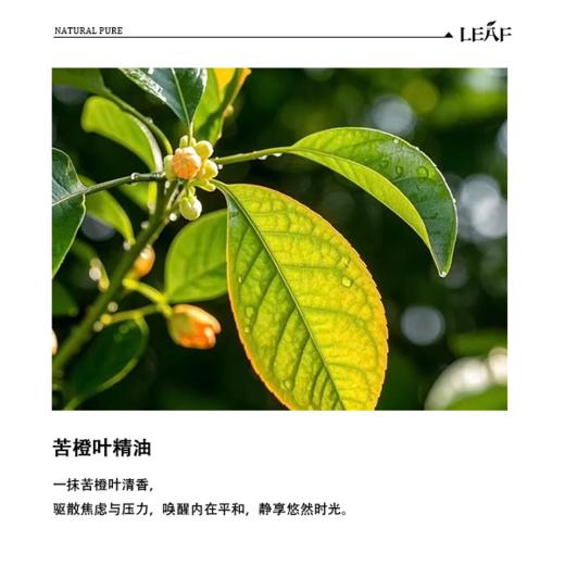 利芙耶 苦橙叶单方精油 商品图1