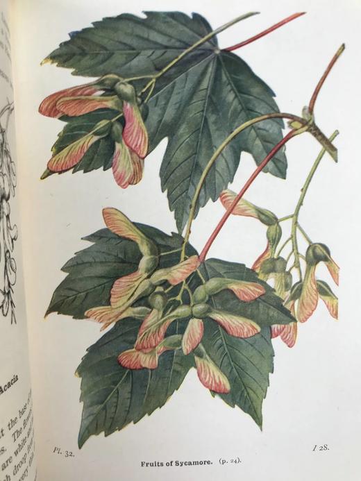 1948年 路边与林地树木图鉴 200余幅插图（24幅彩色） 精装36开 商品图12