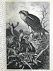1893-96年 皇家自然史（全6卷） 千余幅版画插图（含大量套色版画） 真皮精装16开 商品缩略图13