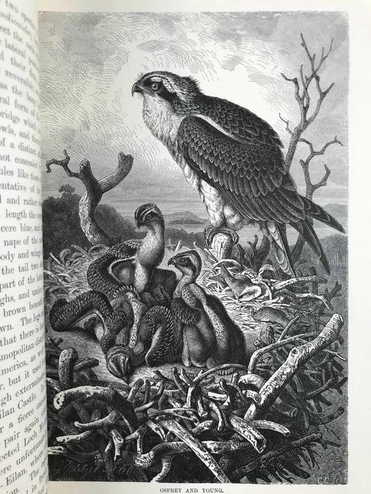 1893-96年 皇家自然史（全6卷） 千余幅版画插图（含大量套色版画） 真皮精装16开 商品图13