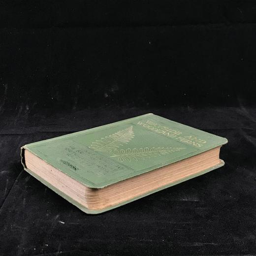 1908年 路旁与林地蕨类植物图鉴 143幅插图 精装64开 商品图1