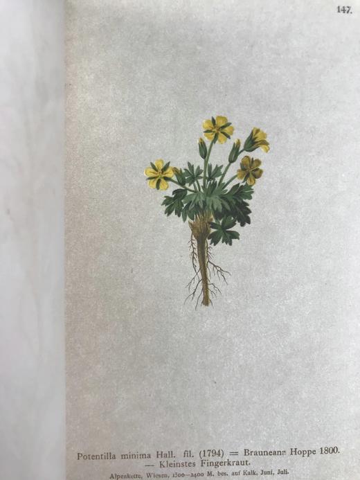 1881-1884年 阿尔卑斯山植物图鉴（5卷） 500幅彩色版画插图 精装32开 商品图10