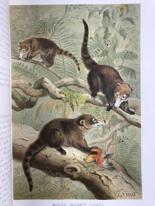 1893-96年 皇家自然史（全6卷） 千余幅版画插图（含大量套色版画） 真皮精装16开 商品图10