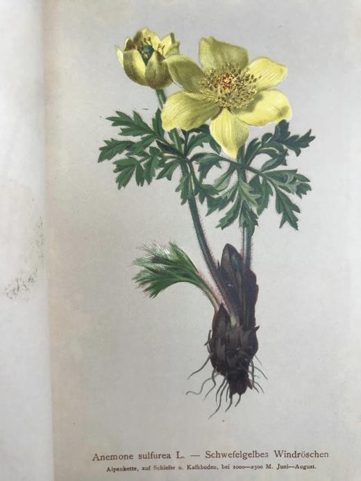 1881-1884年 阿尔卑斯山植物图鉴（5卷） 500幅彩色版画插图 精装32开 商品图7