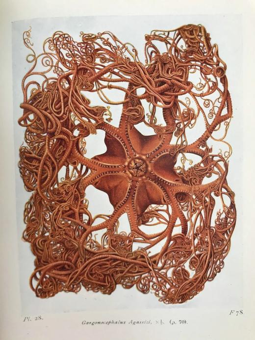 1928年 海洋生物图鉴 384幅插图（167幅彩色） 精装64开 商品图12
