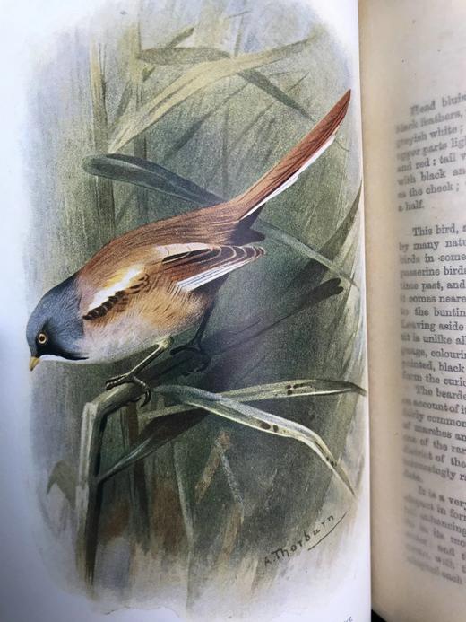 1911年 赫德森《英国鸟类》 8幅彩色百余幅黑白插图 全真皮精装32开 商品图7