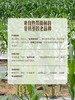 MM 山姆 小花糯玉米 1.58kg 商品缩略图4